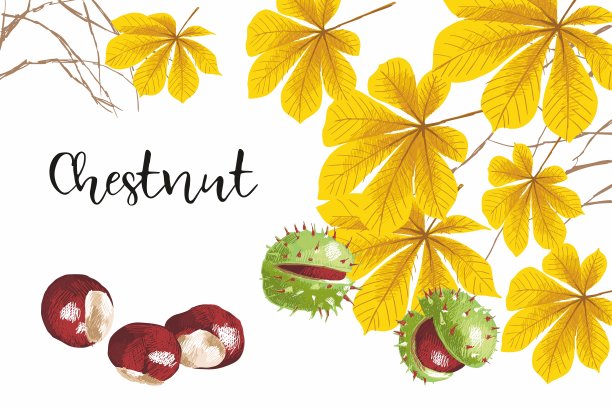 栗子。图片下载