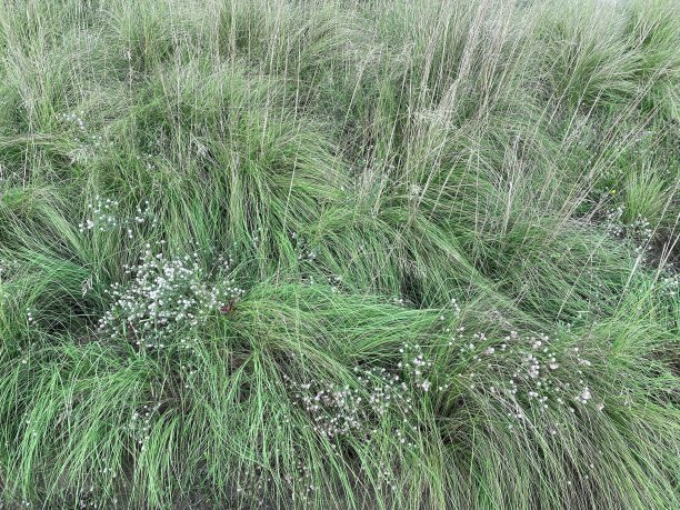 夏天路边的野草图片下载