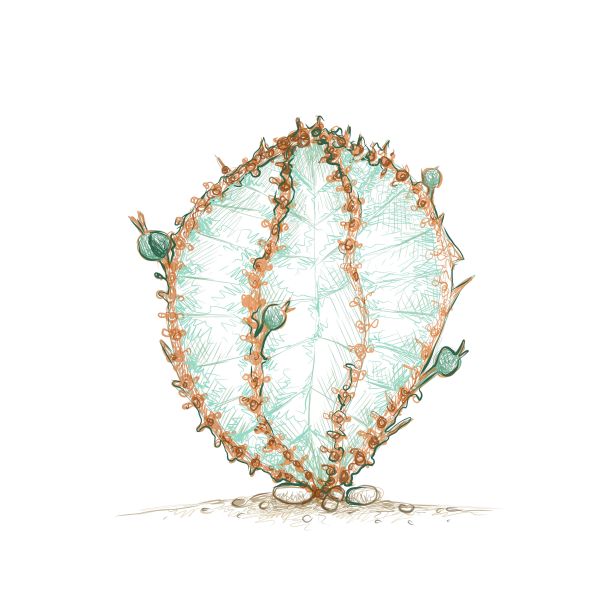 大黄仙人掌植物手绘草图图片下载