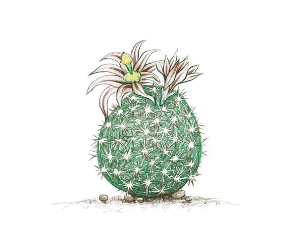 仙人掌植物手绘草图图片下载