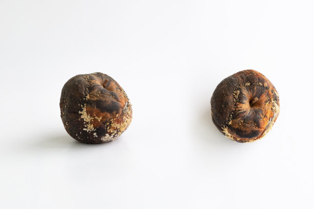 腐烂的黄色苹果孤立在白色背景上图片下载