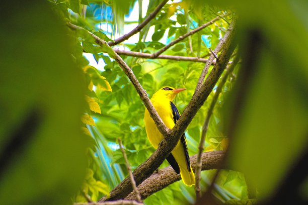 金莺在树枝上图片下载