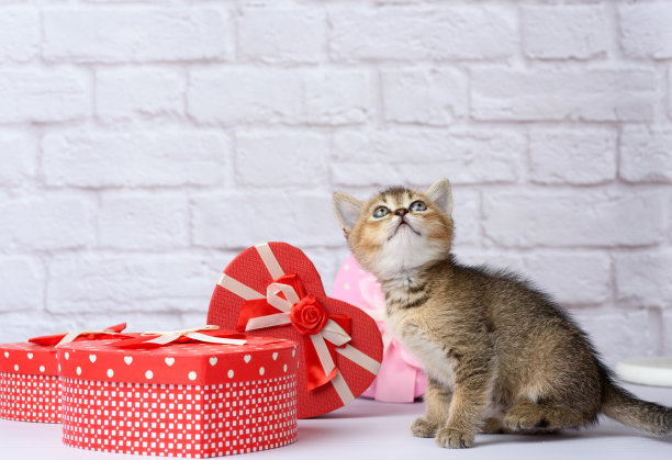 可爱的苏格兰金栗鼠，纯白背景，盒子里装着礼物图片下载