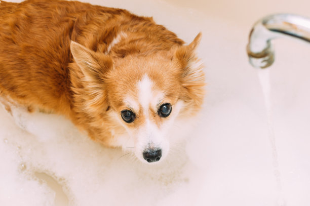 一只狗在浴缸里泡澡。水从水龙头流出图片下载