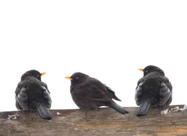 三只鸣禽Turdus merula孤立地坐在白色之上图片下载