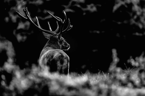 日出时雄鹿的艺术肖像(Cervus elaphus)图片下载