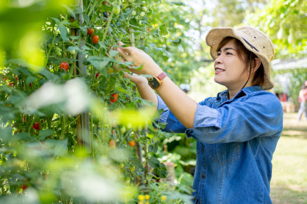 年轻的亚洲农民正计划务农。她正在检查温室里植物的质量。图片下载