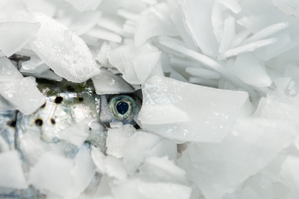 鲑鱼头躺在冰屑中。在冰下，只能看到鱼的眼睛图片下载