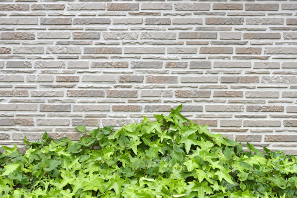 石墙和植物图片下载