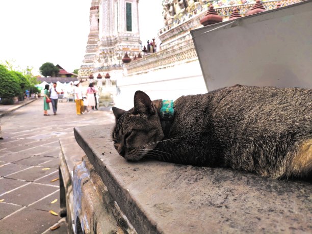 睡觉的猫图片下载