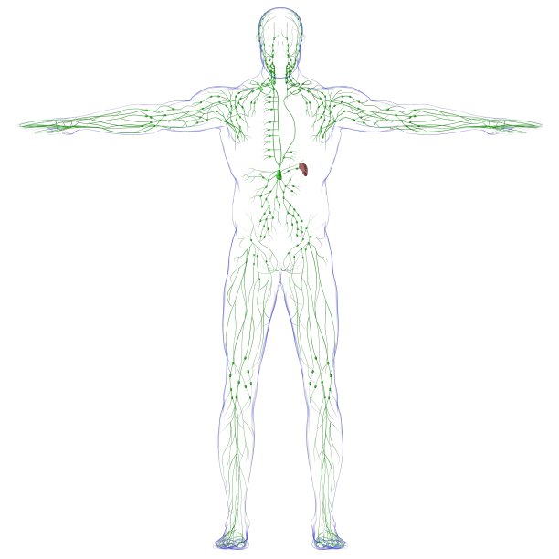 人体淋巴结解剖用于医学概念3D渲染图片下载
