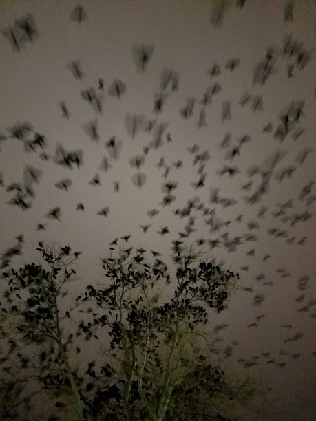 夜莺的彩色照片图片下载