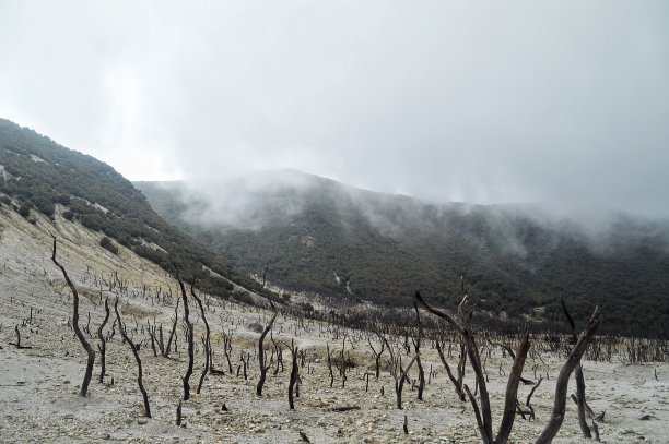 Papandayan死的森林图片下载