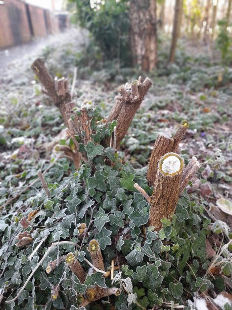 冷冻常春藤树桩图片下载