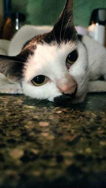 好奇只猫脸图片下载