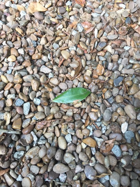 树叶和石头图片下载