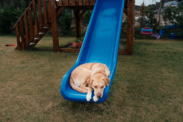 狗正在操场上睡觉图片下载