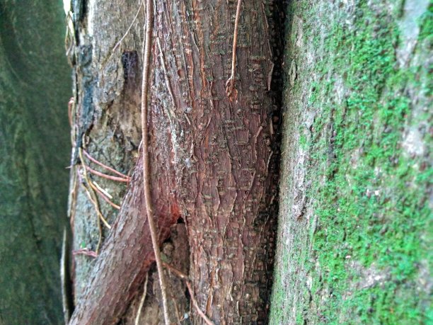 树干的树图片下载