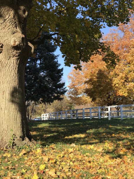 黄色的枫树图片下载