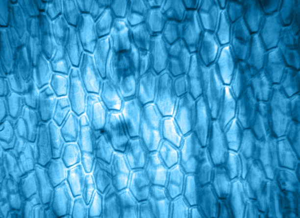 显微镜下的细胞图片下载