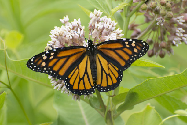 蝴蝶2020 - 8图片下载