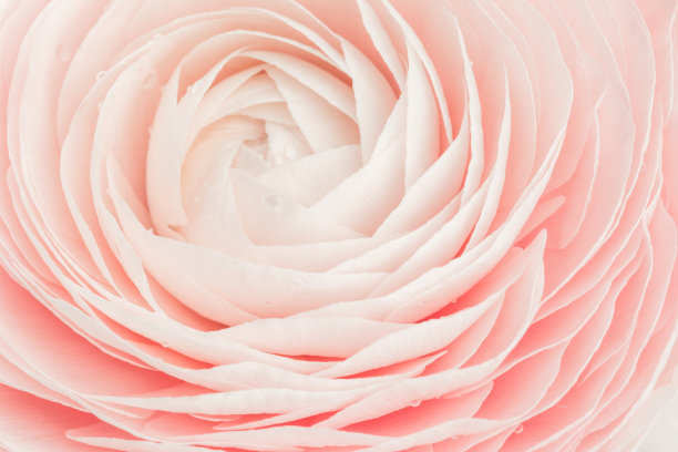 孤立的粉红色牡丹或毛茛花图片下载