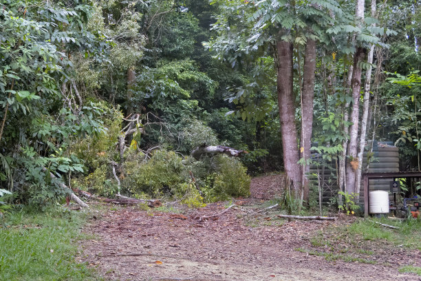 热带昆士兰北部库兰达附近的土路上倒下的树。澳大利亚图片下载