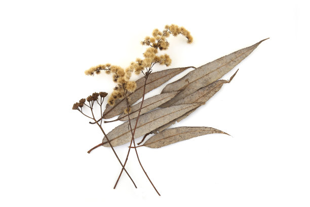 干燥的田野花和叶在冬季孤立在白色的背景上。图片下载