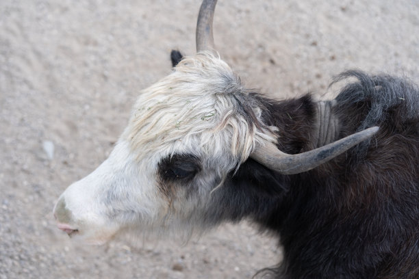 一头成年牦牛在地上行走图片下载