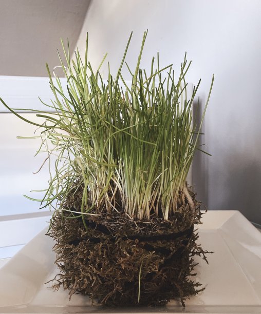 白色盘子上放韭菜和青苔图片下载