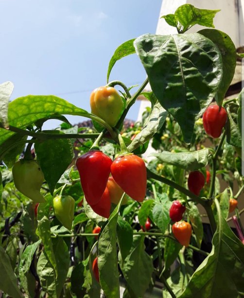 红辣椒图片下载