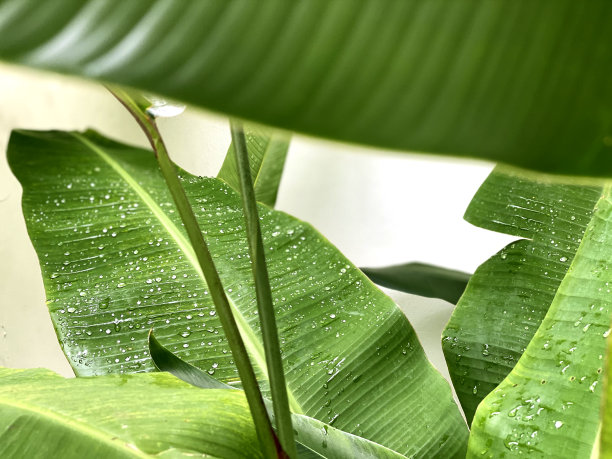 香蕉叶上的水滴图片下载