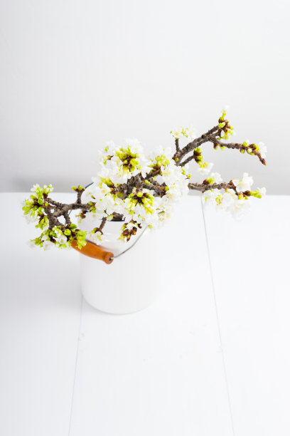 樱花室内图片下载