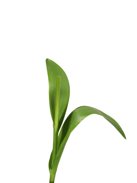 绿色的叶子图片下载