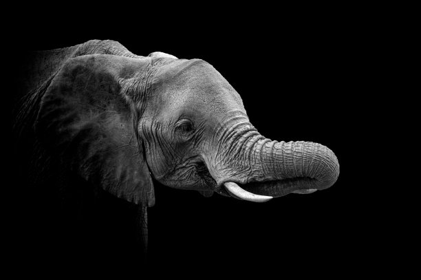 肯尼亚国家公园的大象图片下载