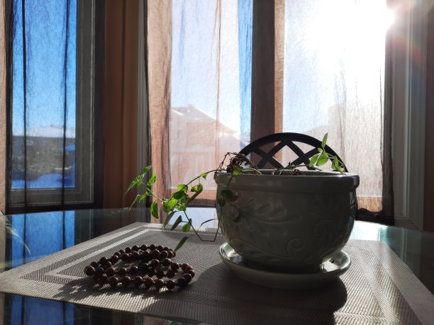 广场的倾斜植物图片下载