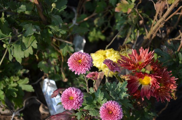 菊花，有时也叫菊花或菊花，是菊科菊花属的开花植物。无数园艺品种和栽培品种存在。多年生草本图片下载