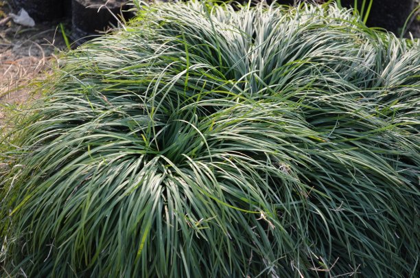 麦冬是一种常青树多年生植物，原产于亚洲暖温带到热带地区。它们与真正的禾本科植物没有密切的关系。家庭Asparagaceae。图片下载