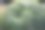 麦冬是一种常青树多年生植物，原产于亚洲暖温带到热带地区。它们与真正的禾本科植物没有密切的关系。家庭Asparagaceae。图片下载
