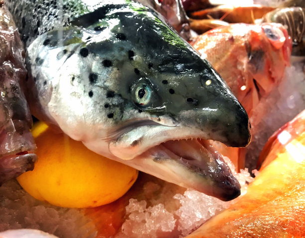 一条新鲜的鱼的头图片下载