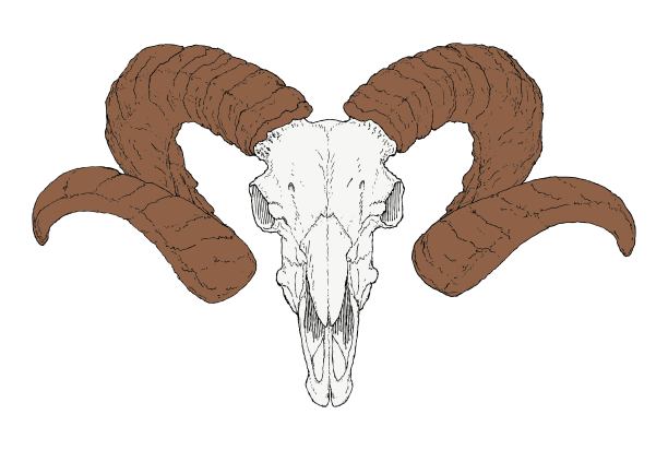 手绘山羊颅骨图片下载
