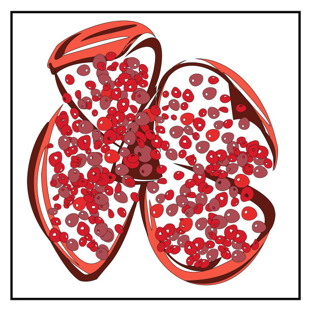 石榴石孤立的图像水果素食图片下载