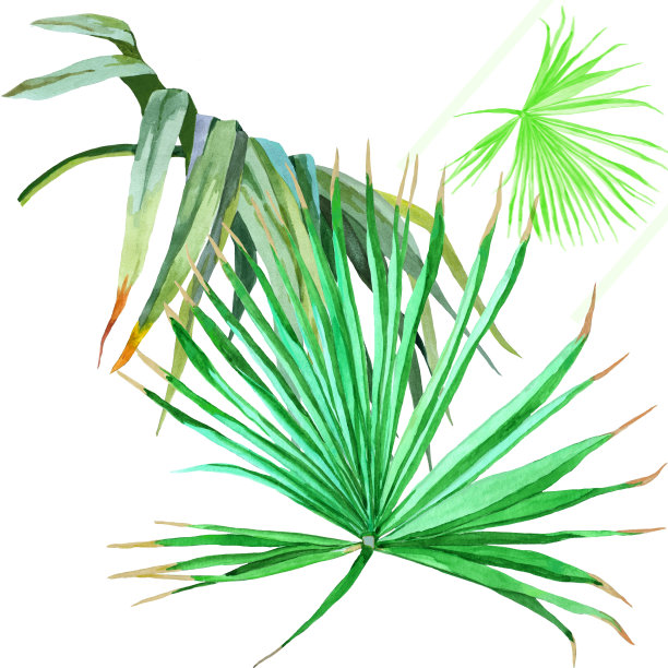 水彩棕榈叶上的白色植物插图。图片下载