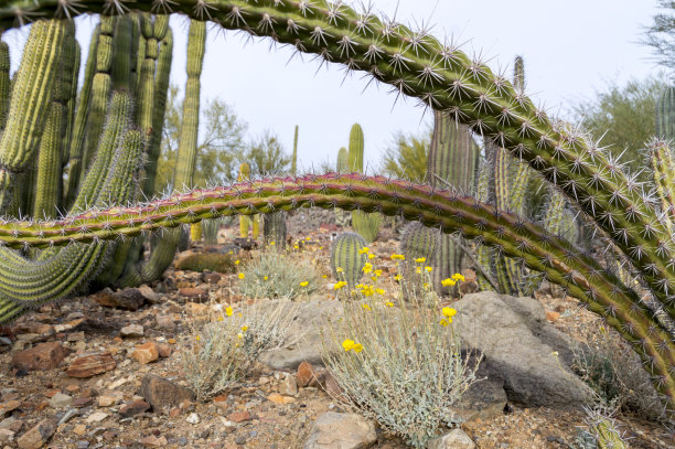 模型仙人掌和多肉花园生长在亚利桑那州图森图片下载