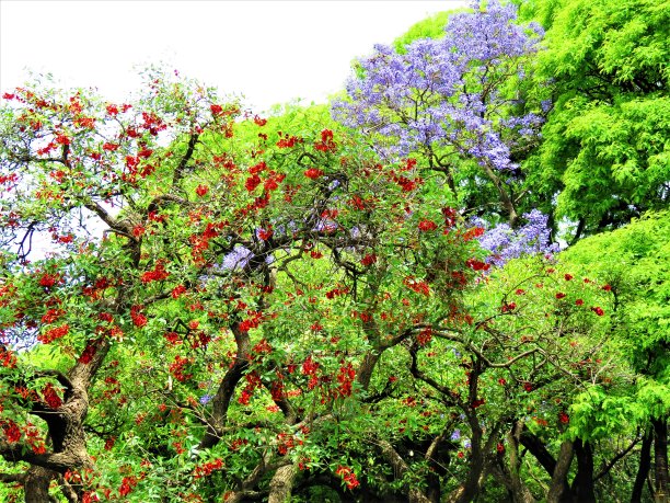 圣马丁广场上盛开的蓝花楹、鸡刺珊瑚和木棉树。图片下载