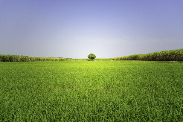 在零散的牧场上种植健康的绿色作物图片下载