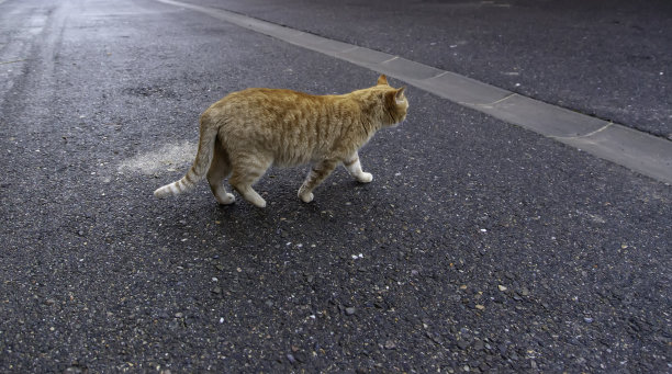 城市里的流浪猫图片下载
