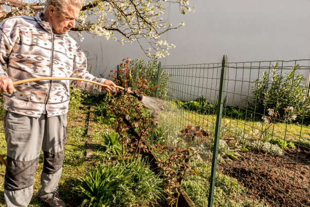 老人在春天用花园水管浇水图片下载