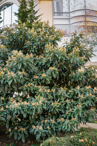 美丽的樱花日本枇杷(枇杷Japonica)在秋季索契城市公园。图片下载