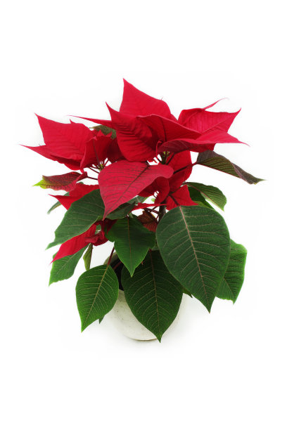 一品红的花图片下载